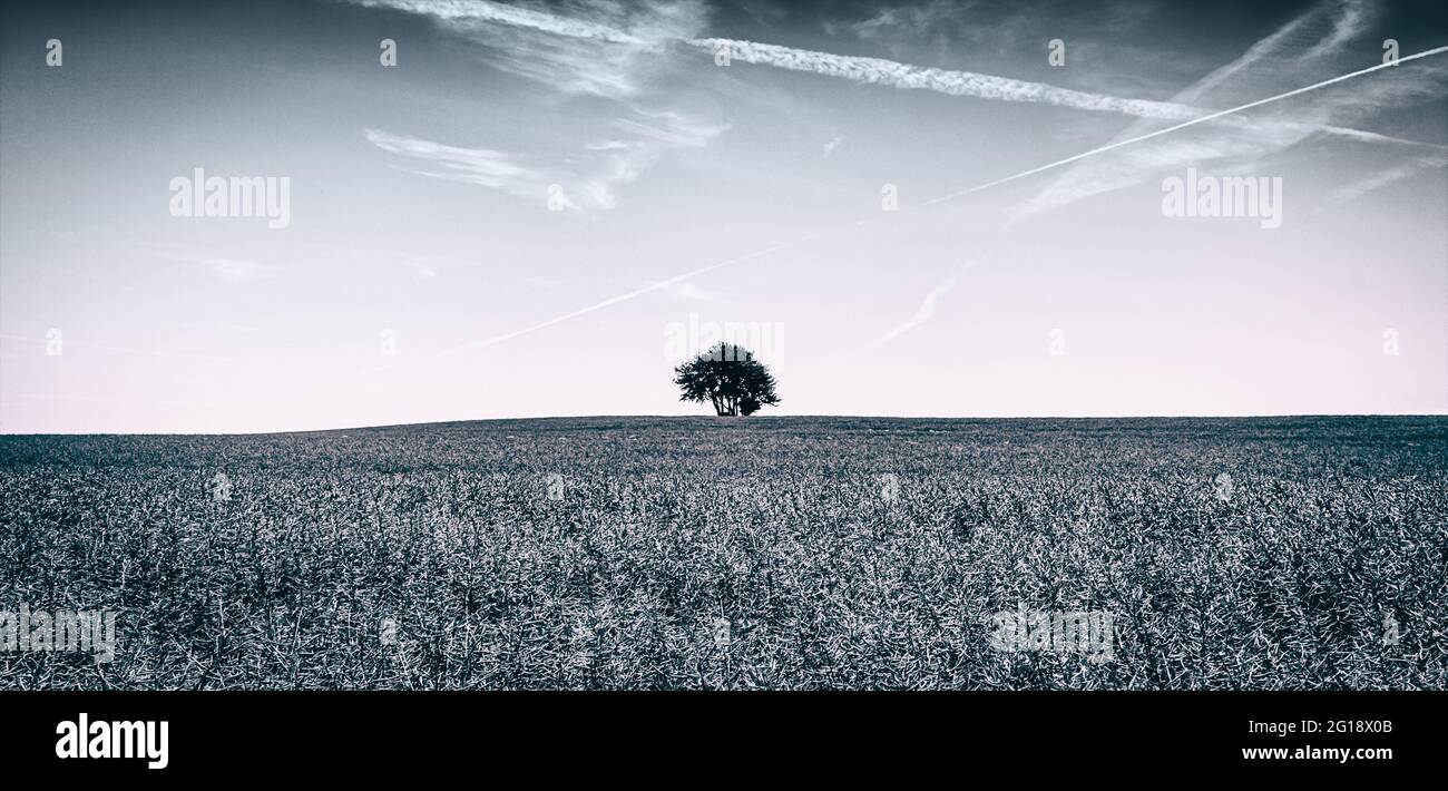 Panorama Poster als Stilleben im Minimalismus Stil mit dem Baum des Lebens - Horizont mit einsamen Baum und blauen Himmel - The tree of life Stock Photo