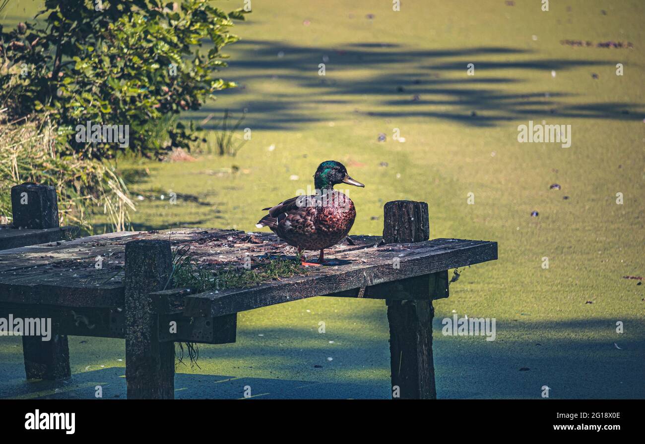 Eine kleine Ente auf einem Steg aus Holz im Sommer im Tierpark Schlosspark - Vogel im Grünen auf Futtersuche Stock Photo