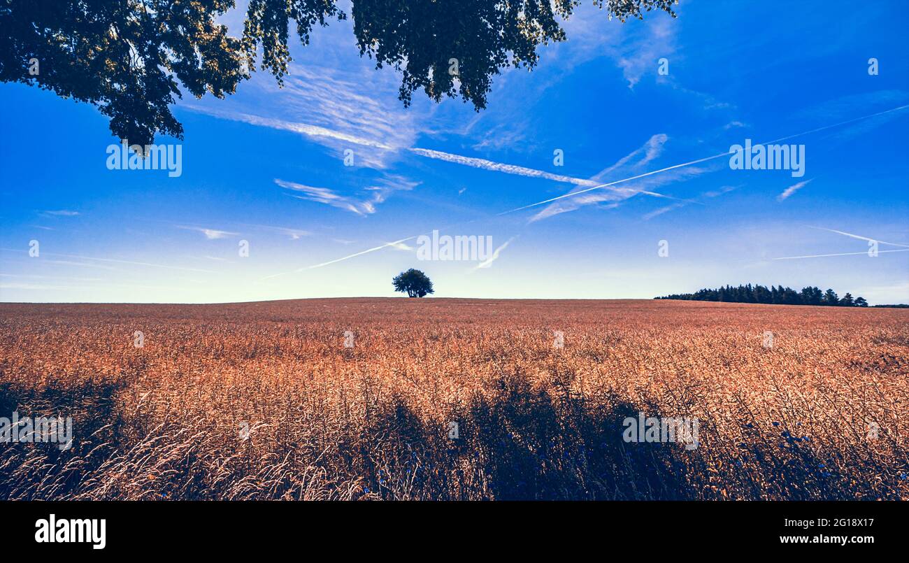 Panorama Poster als Stilleben im Minimalismus Stil mit dem Baum des Lebens - Horizont mit einsamen Baum und blauen Himmel - The tree of life Stock Photo