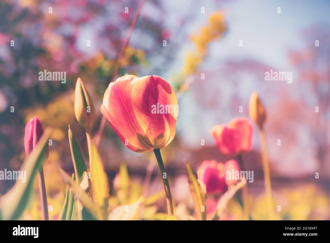 Stimmungsvolles, farbenfrohes Blumenmeer aus Tulpen im Grugapark Essen mit Blüten im Licht und Sonnenschein im Park - Ein Hauch von Emotionen. Stock Photo