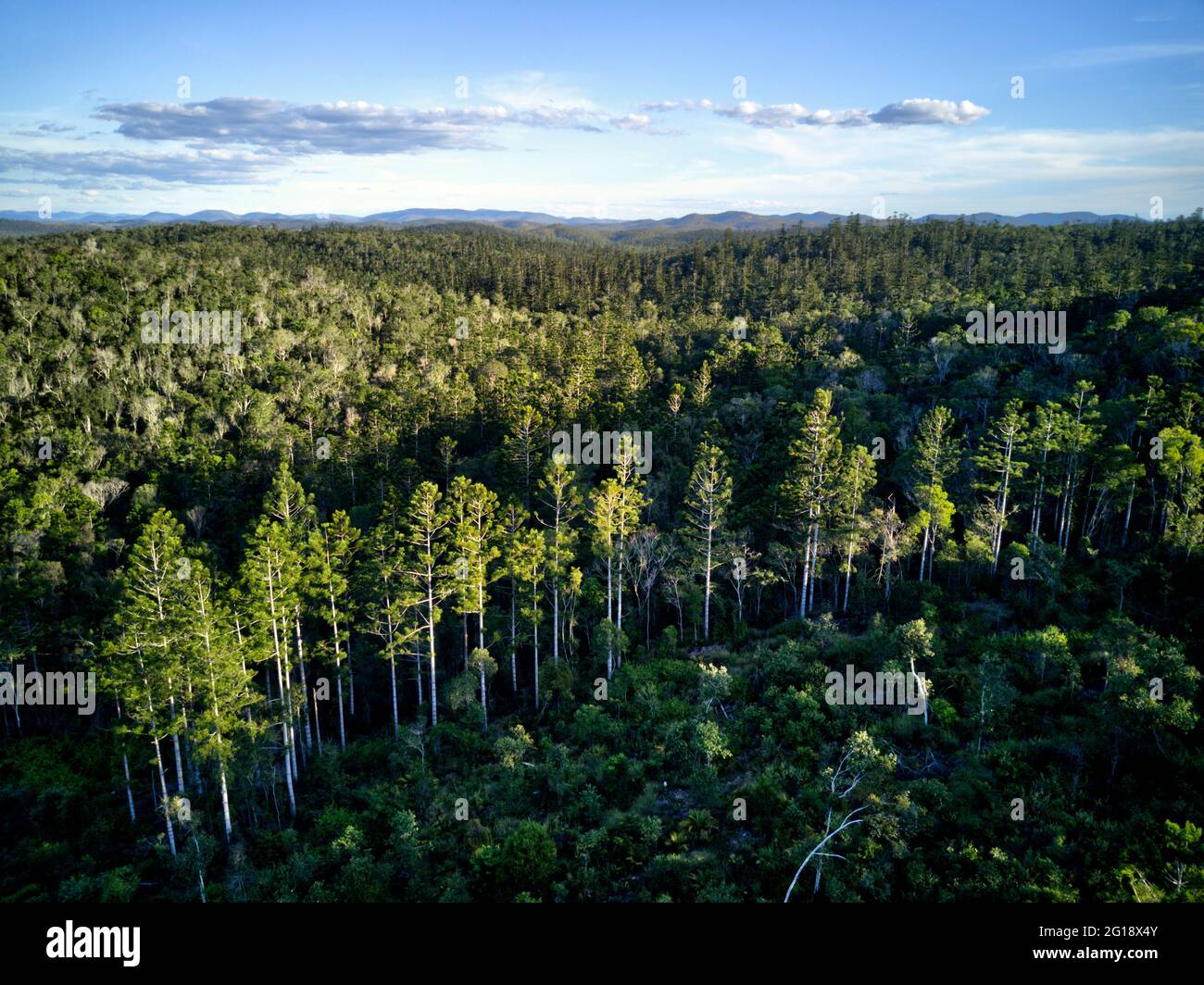 Aerial of Hoop Pine trees growing in Goodnight Scrub National Park Queensland Australia Stock Photo