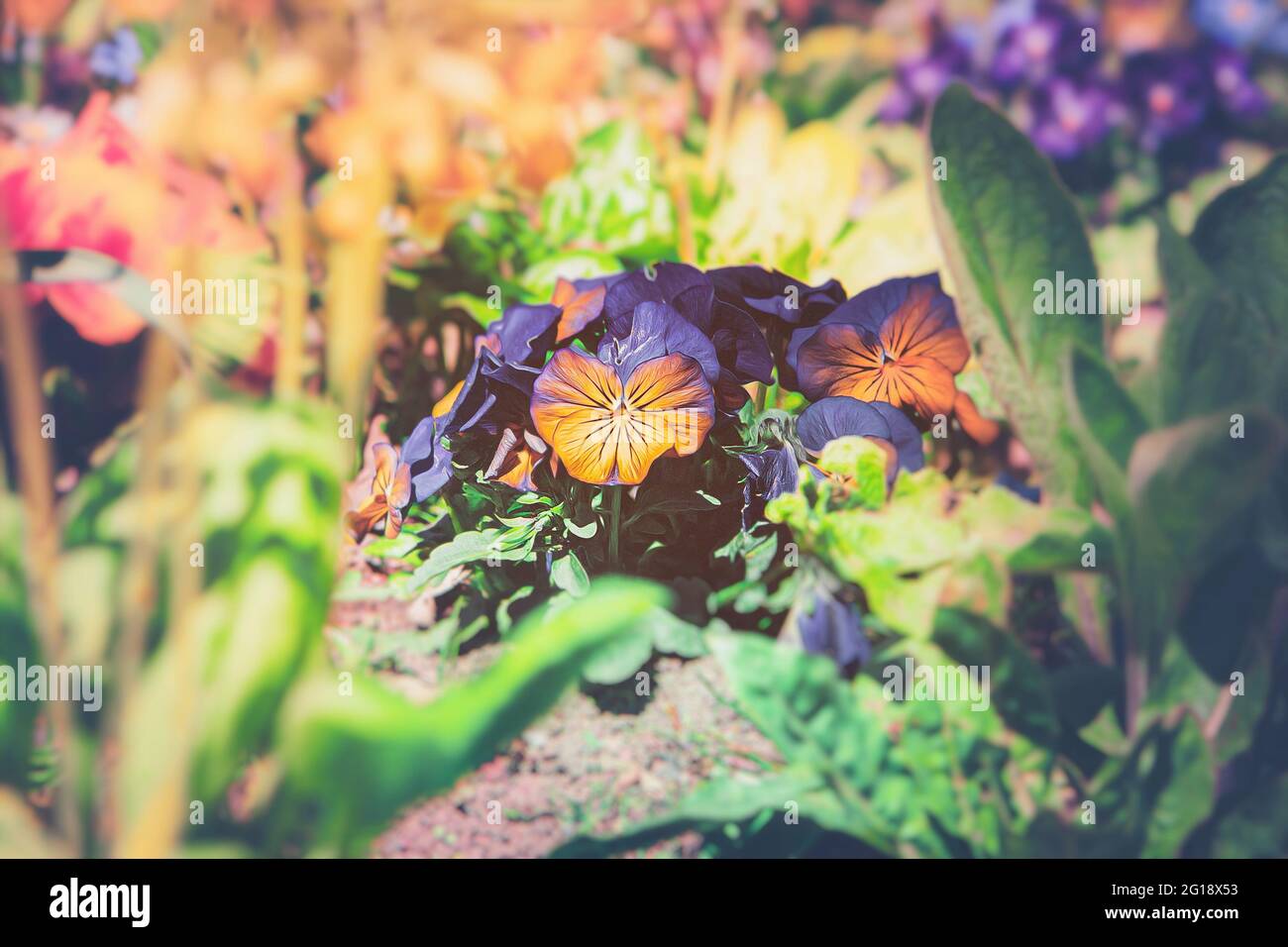 Lebendiges und farbenfrohes Blumenmeer aus Tulpen im Sommer - Bunte Familie aus lila Blumen im Gruga Park in Nordrhein Westfalen Stock Photo