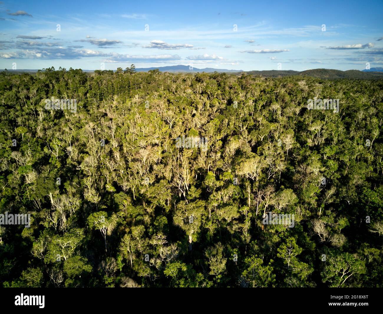 Aerial of Hoop Pine trees growing in Goodnight Scrub National Park Queensland Australia Stock Photo
