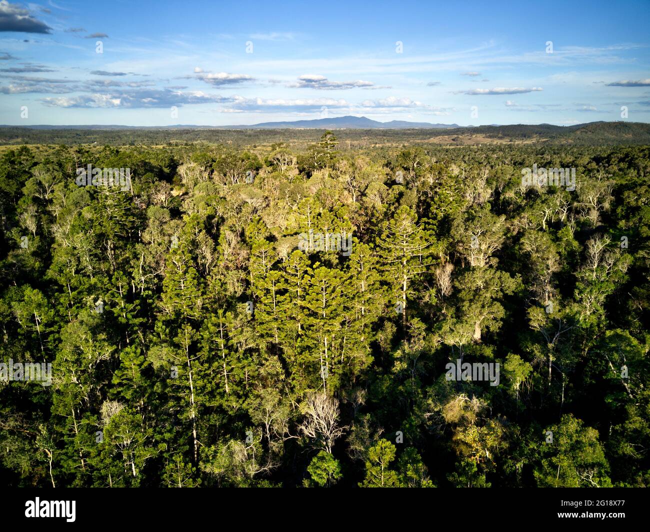 Aerial of Hoop Pine trees growing in Goodnight Scrub National Park Queensland Australia Stock Photo