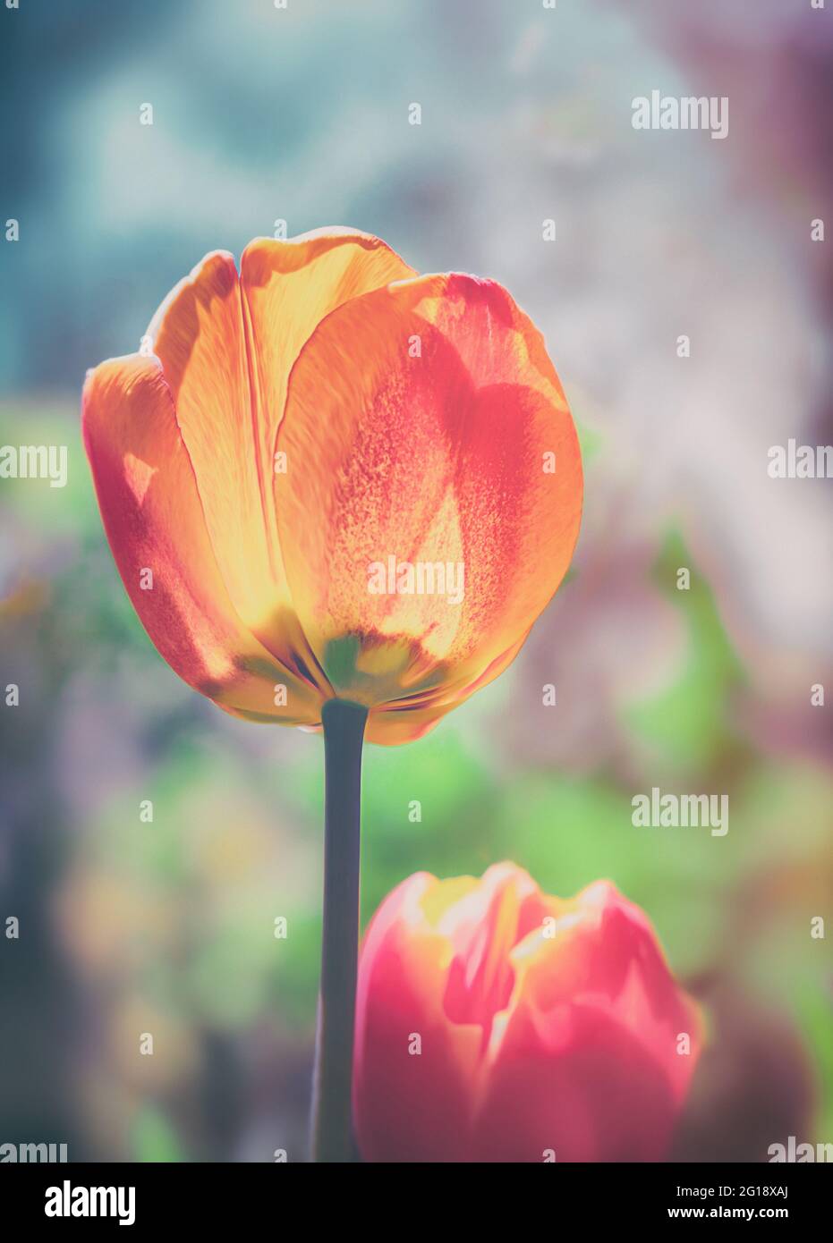 Stimmungsvolles Nahaufnahme einer Tulpe im farbenfrohes Blumenmeer aus Tulpen im Grugapark Essen - Blüten im Licht und Sonnenschein im Park. Stock Photo