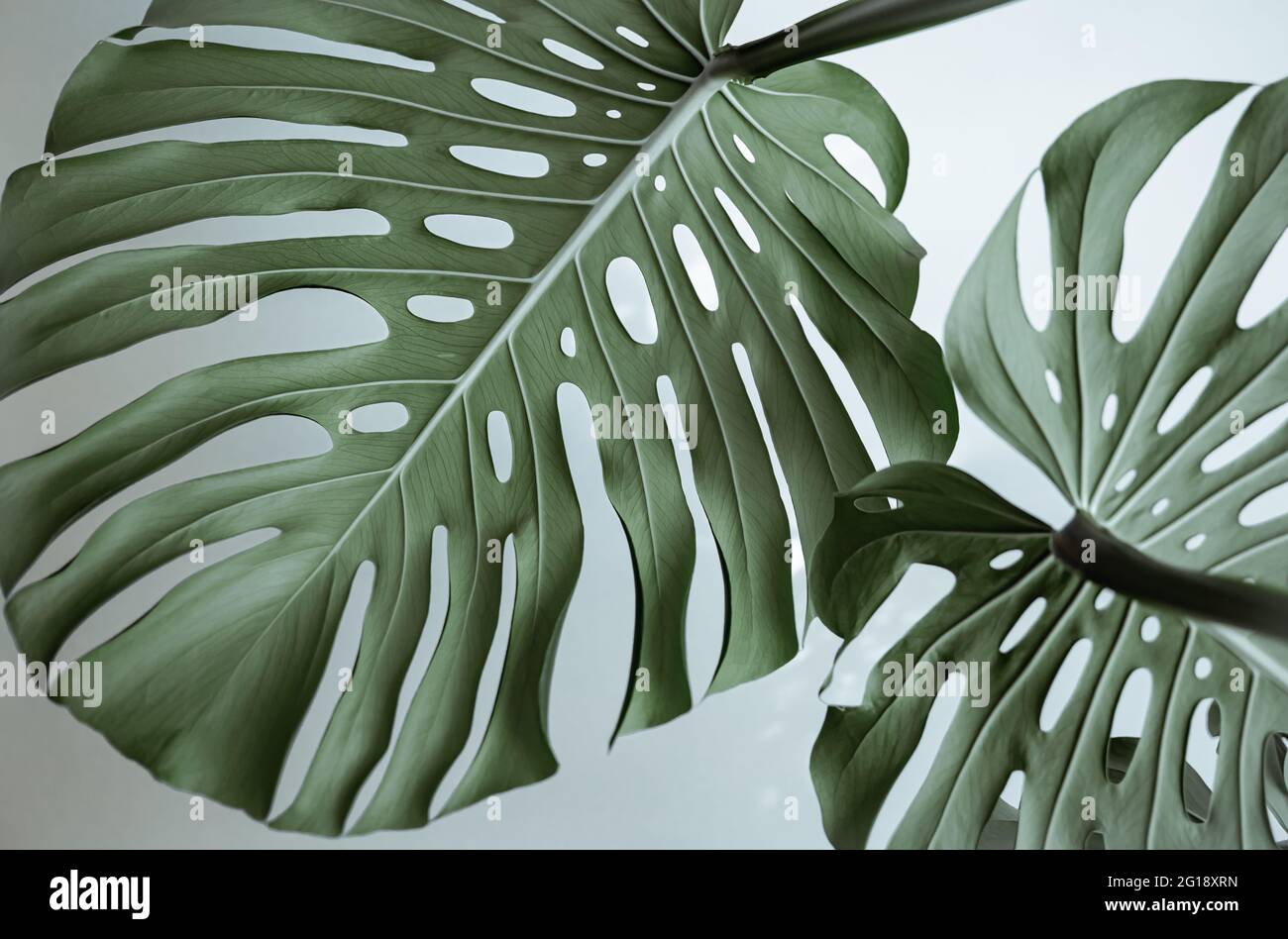 philodendron esmeraldense narrow Philodendron esmeraldense main image 1