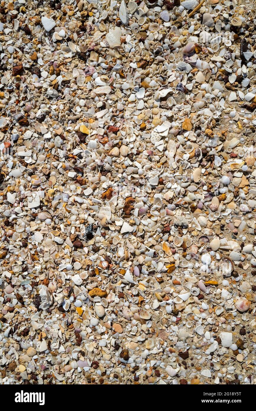 Broken seashells and pebbles at the beach Stock Photo