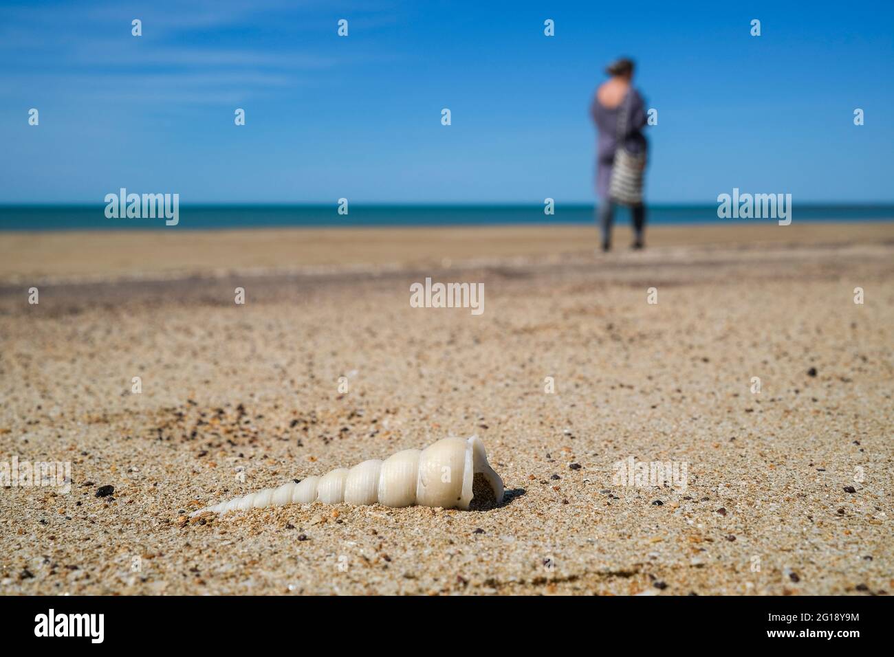 Seashell and lonely woman at the beach Stock Photo