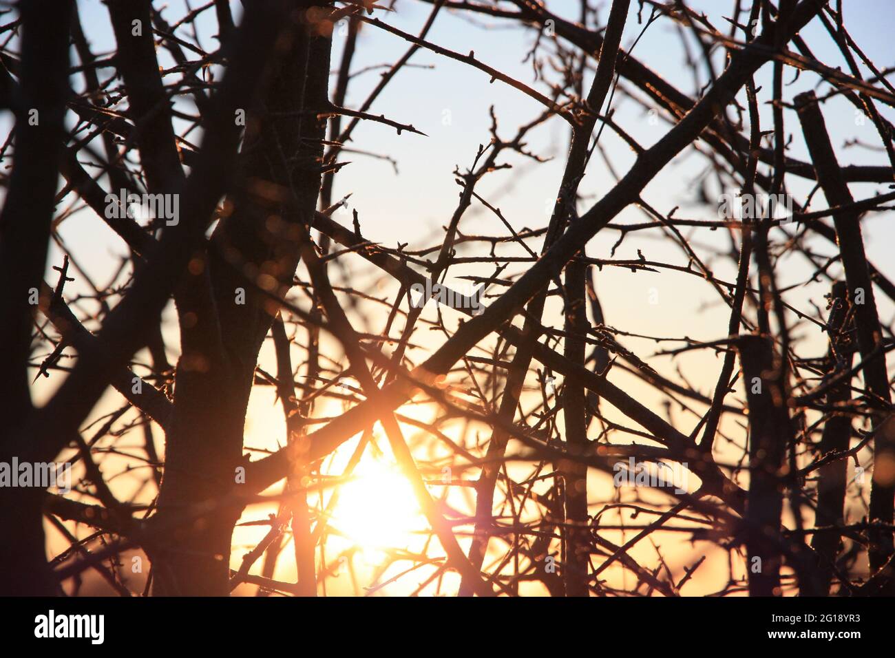 Sunrise through the branches Stock Photo