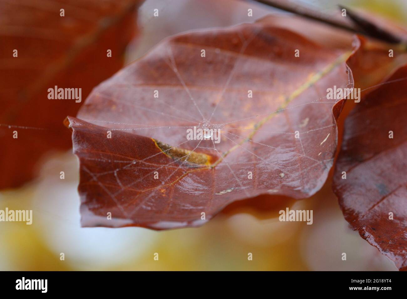 Leaf with spiders web Stock Photo