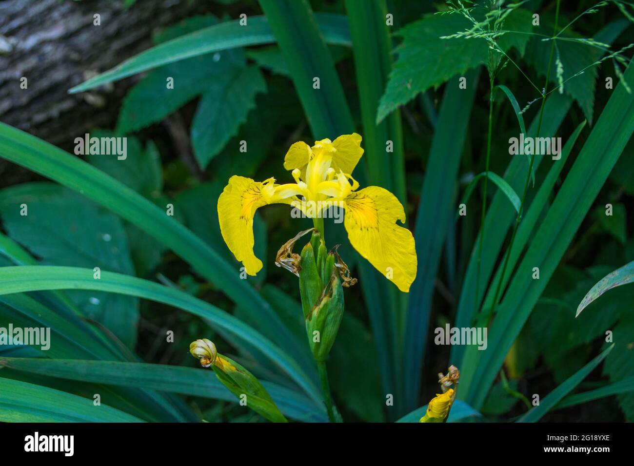 Wild Yellow Orchid Stock Photo