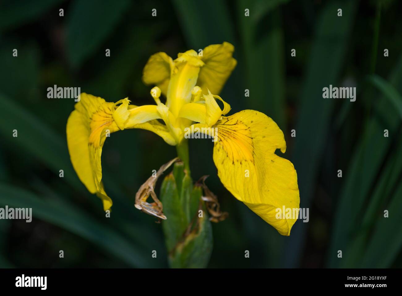 Wild Yellow Orchid Stock Photo