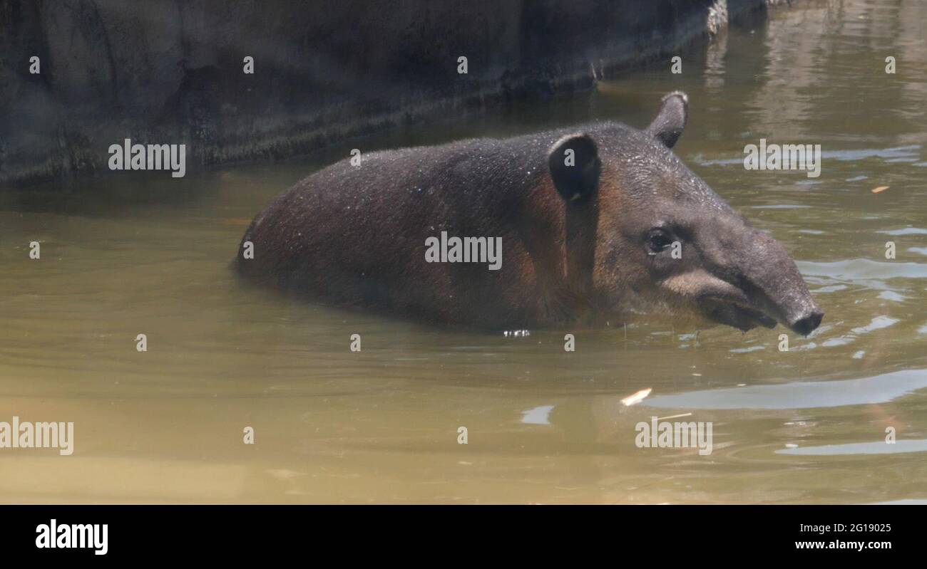 Los Angeles, California, USA 3rd June 2021 A general view of atmosphere of Central American Tapir in Rainforest of the Americas at Los Angeles Zoo, which closed March 13, 2020 to August Los Angeles, California, USA 3rd June 2021 A general view of atmosphere of Central American Tapir in Rainforest of the Americas at Los Angeles Zoo, which closed March 13, 2020 to August
