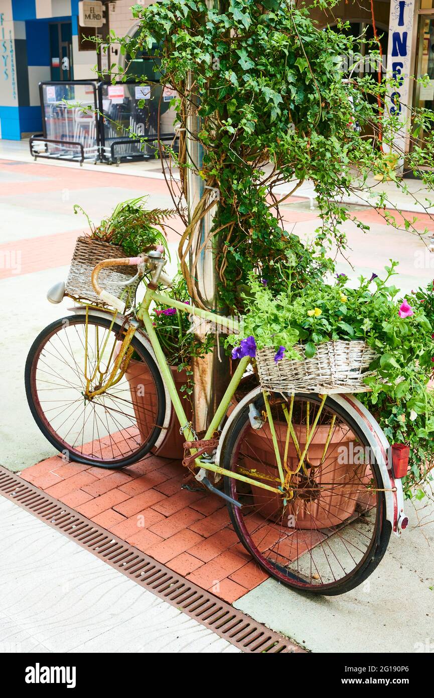 Old bike with flowers in the street, Laredo, Cantabria, Spain, Europe Stock Photo