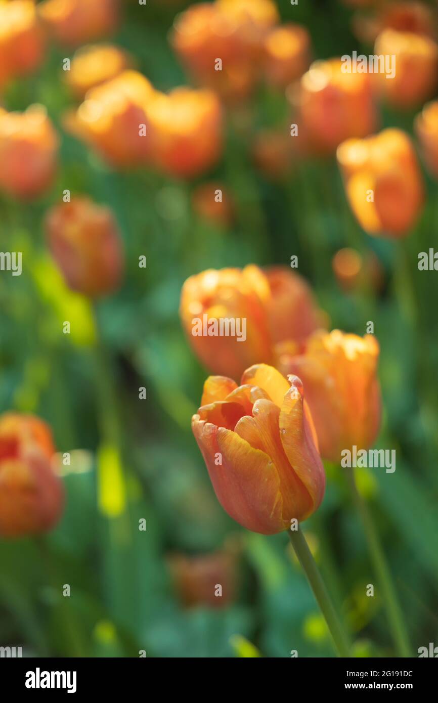 One orange tulip in the fading sunlight on a blurry beautiful background Stock Photo