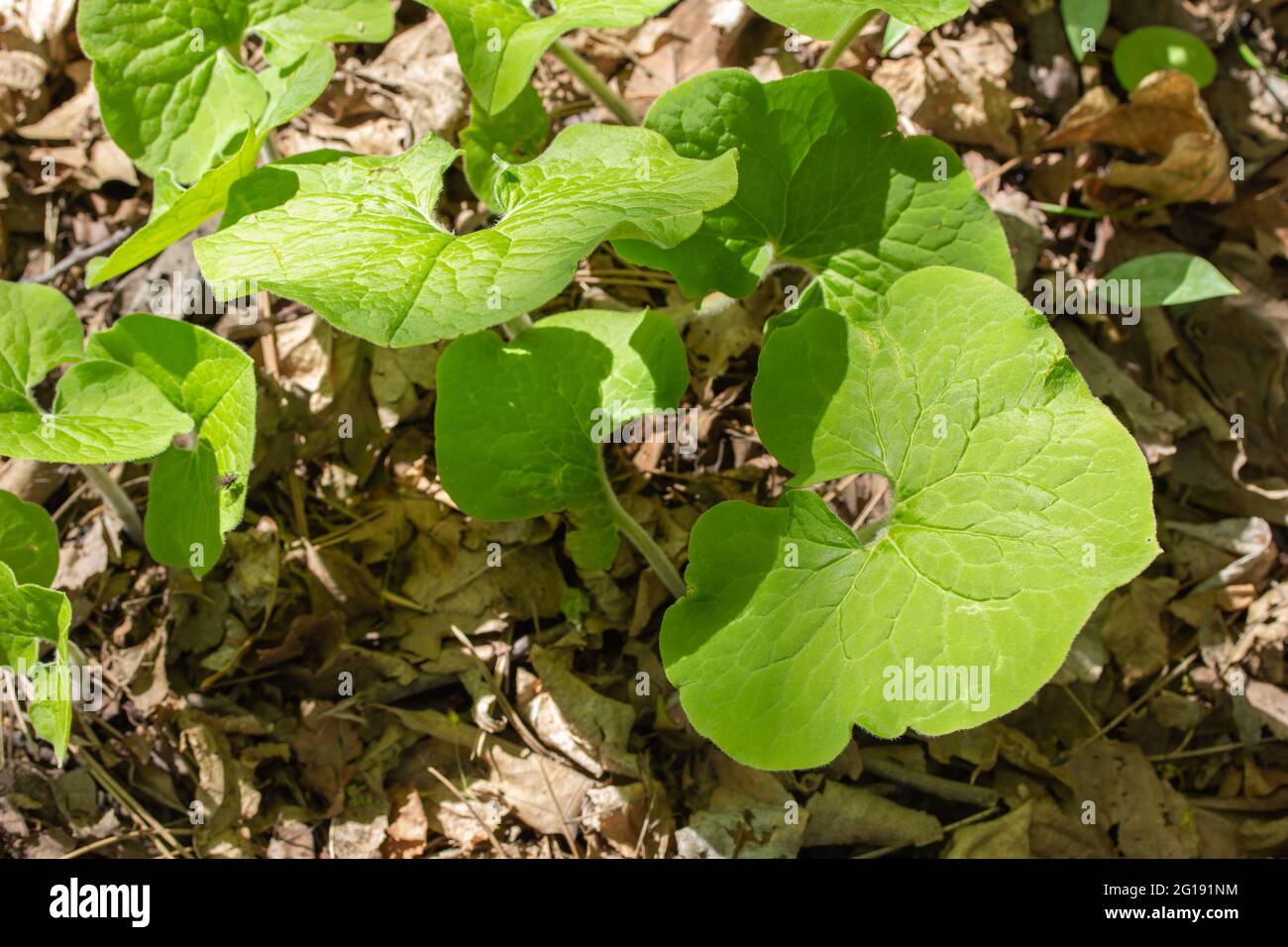 Full frame texture background view of a patch of uncultivated Canada wild ginger (Asarum canadense) plants, growing in its native woodland setting Stock Photo