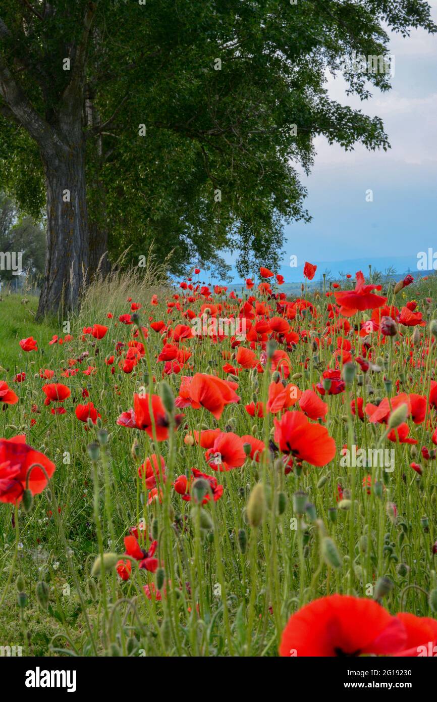 Field of red poppies flowers(Papaver rhoeas) close up. The plant is also known as corn rose, common, corn , field , Flanders or red poppy. Stock Photo