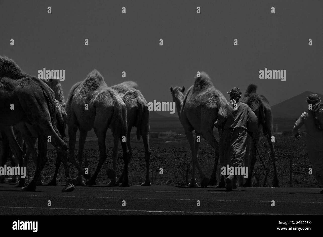 black and white desert Camel safari Stock Photo - Alamy