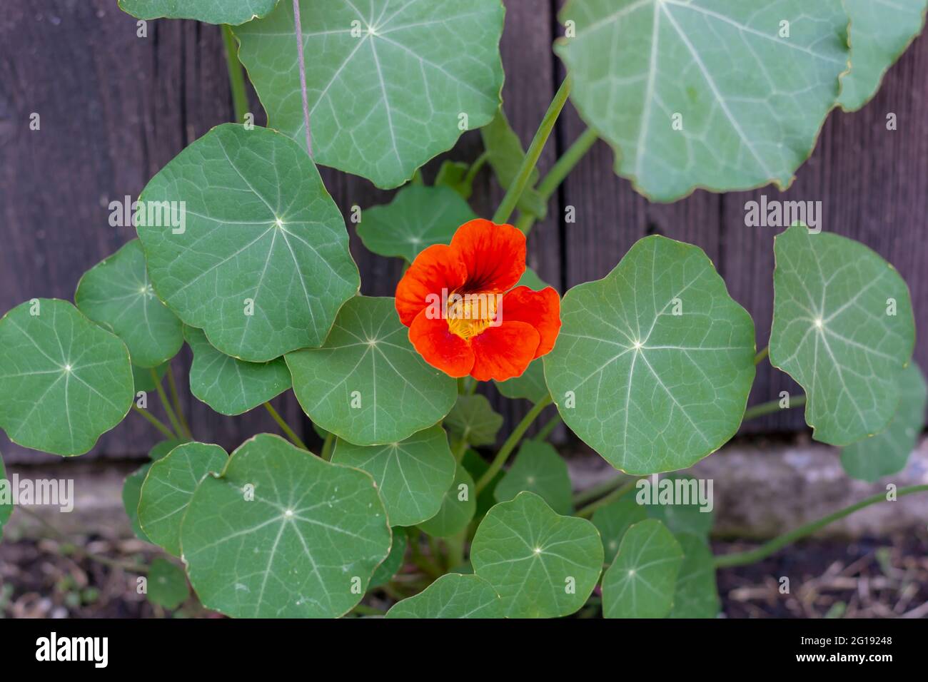 The garden nasturtium (Tropaeolum majus) flowering in the garden. The plant is also known as nasturtium, Indian cress or monks cress. Stock Photo