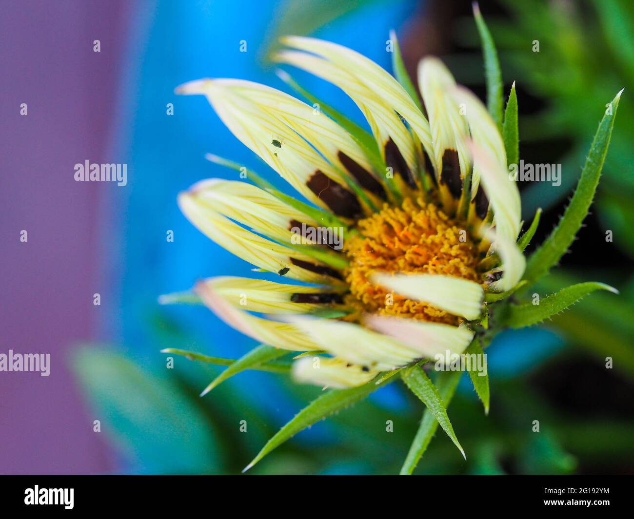 Macro, Pale yellow petals, brown inner petals, beautiful Gazania Daisy Flower surrounded by wiry green involucre bracts, opening. Blue purple green Stock Photo