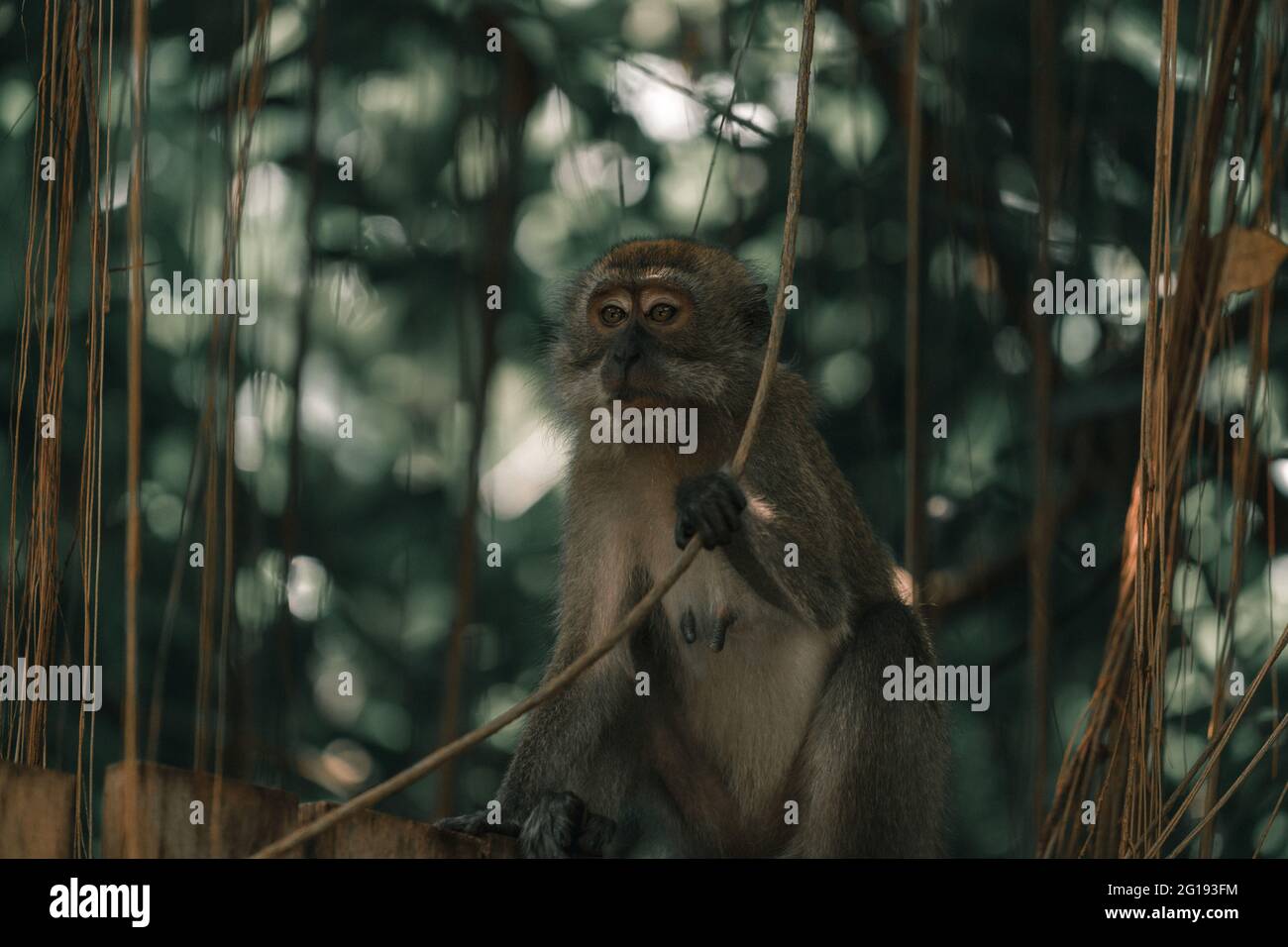 A Macaca munzala in a zoo Stock Photo - Alamy