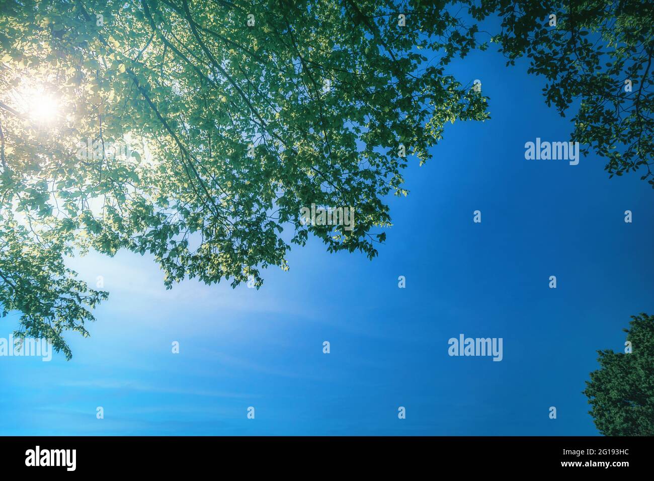 Blumenwiese himmel hi-res stock photography and images - Alamy