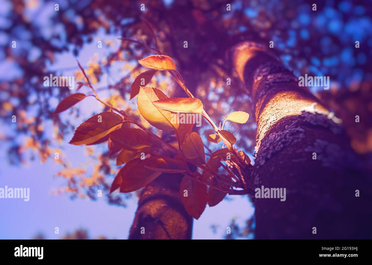 Schöner Lichteinfall auf einen Baum im Kaisergarten als spezieller Bonsai Baum in extra groß! Ruhige Naturaufnahme im Frühling Stock Photo