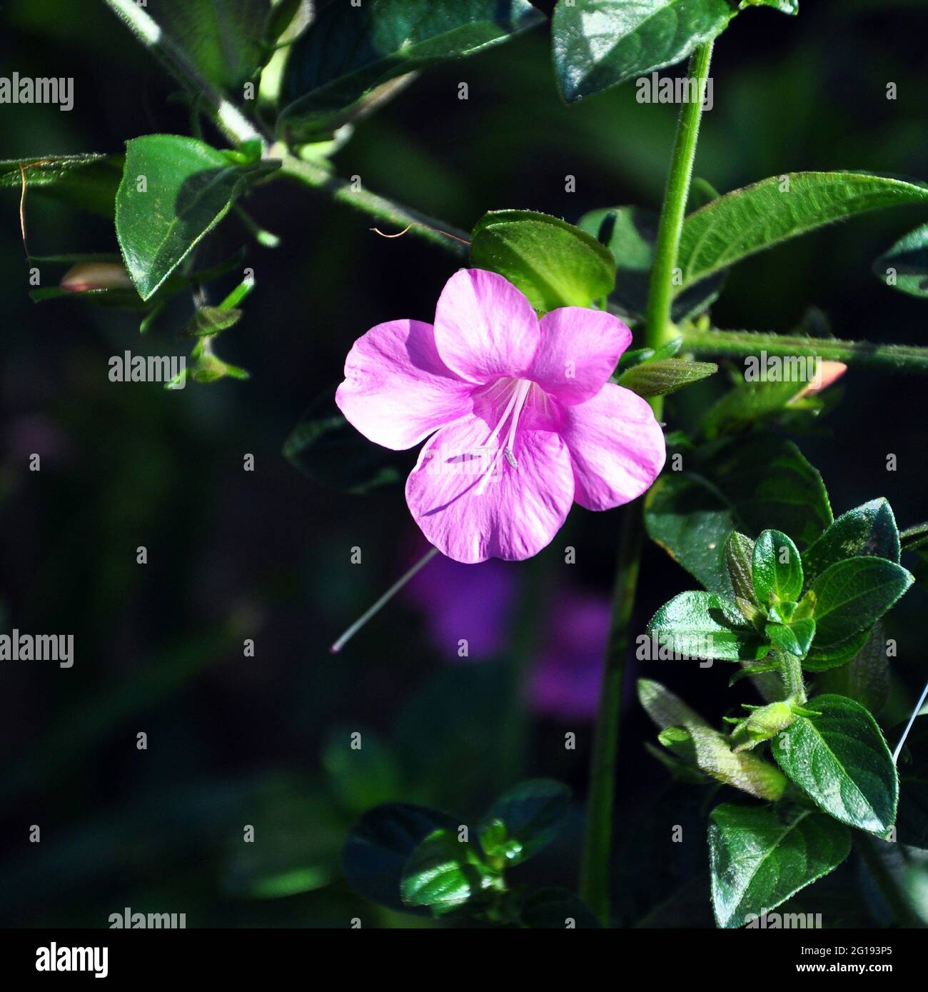 A closeup shot of blooming Barleria flowers in the greenery Stock Photo
