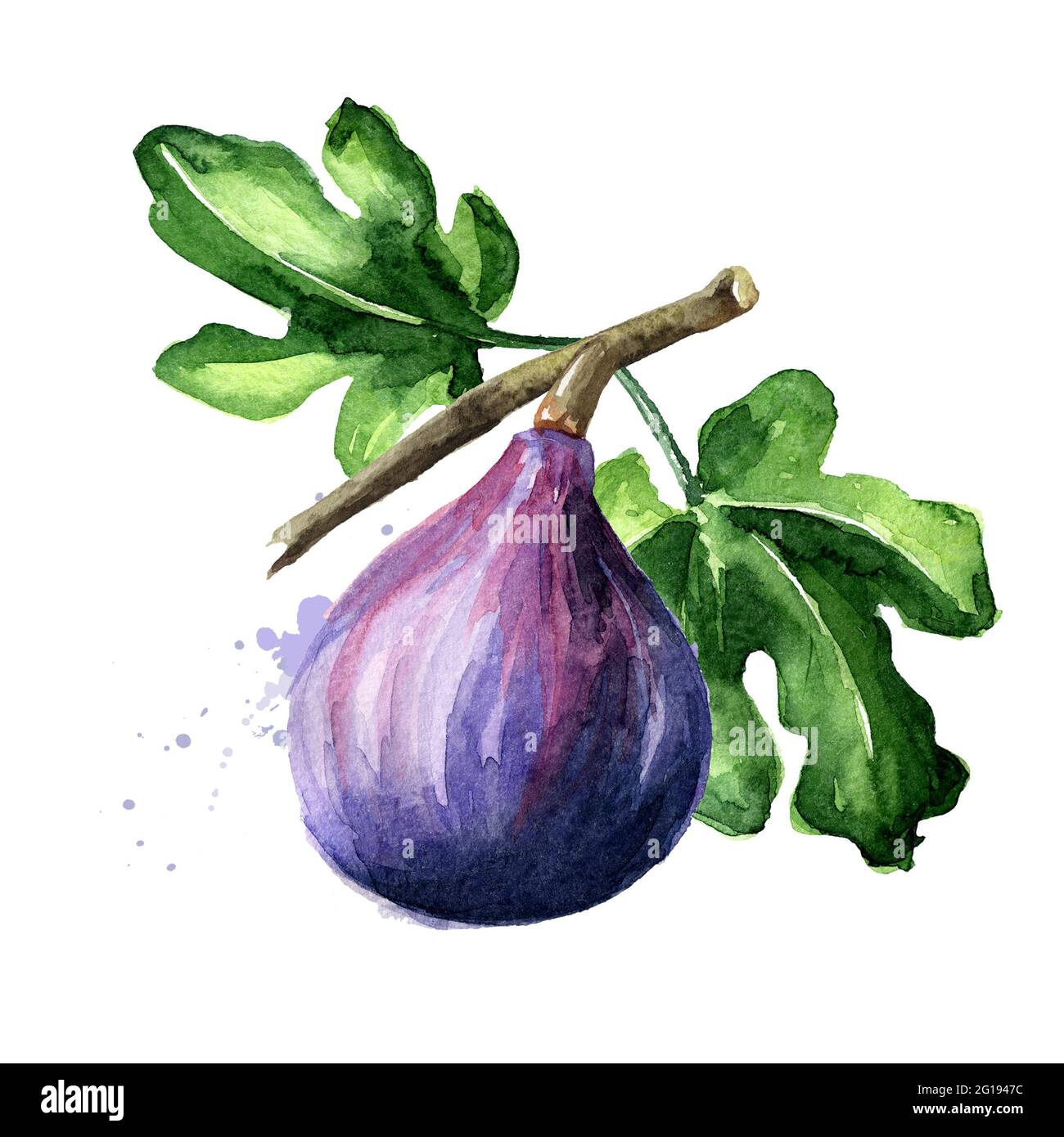 Fresh ripe purple fig fruit and leaves on a branch. Watercolor hand ...