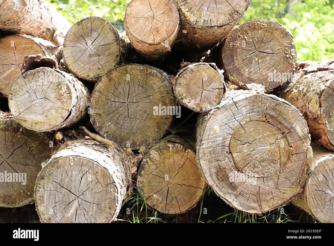old tree trunks for firewood Stock Photo Alamy