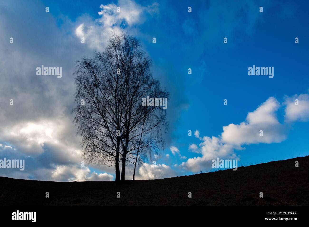 A picture of the silhouette of a tree against a blue sky, at sunset ...