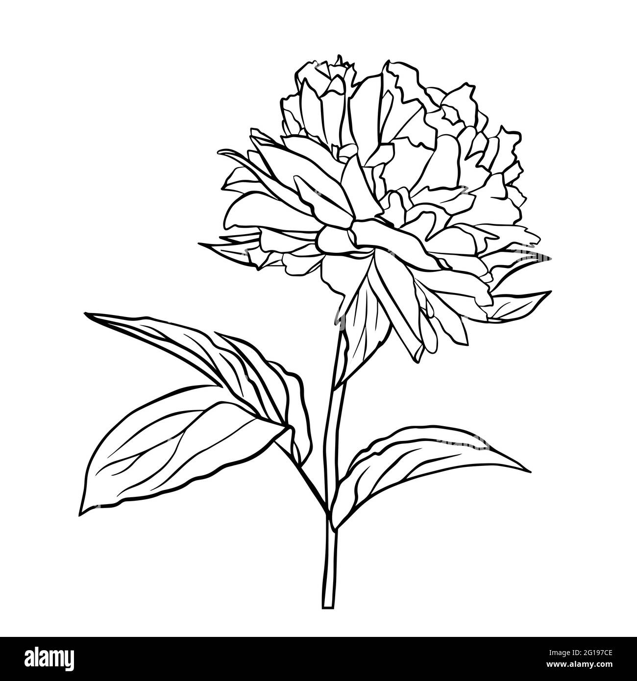 The outline of a peony bud. Vector isolated clipart. Minimal monochrome hand-drawn botanical design. Stock Vector