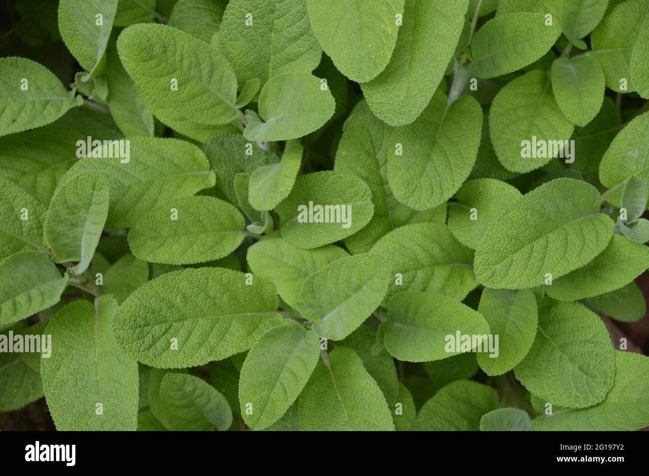 Salbei - Salvia -sage - wichtige heimische Heilpflanze Stock Photo