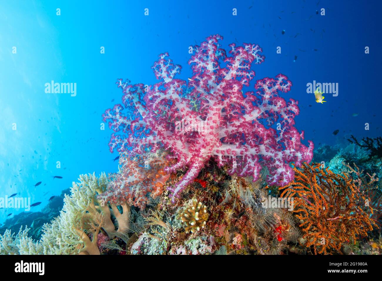 Colorful coral reef, Peleiu Wall, Micronesia, Palau Stock Photo