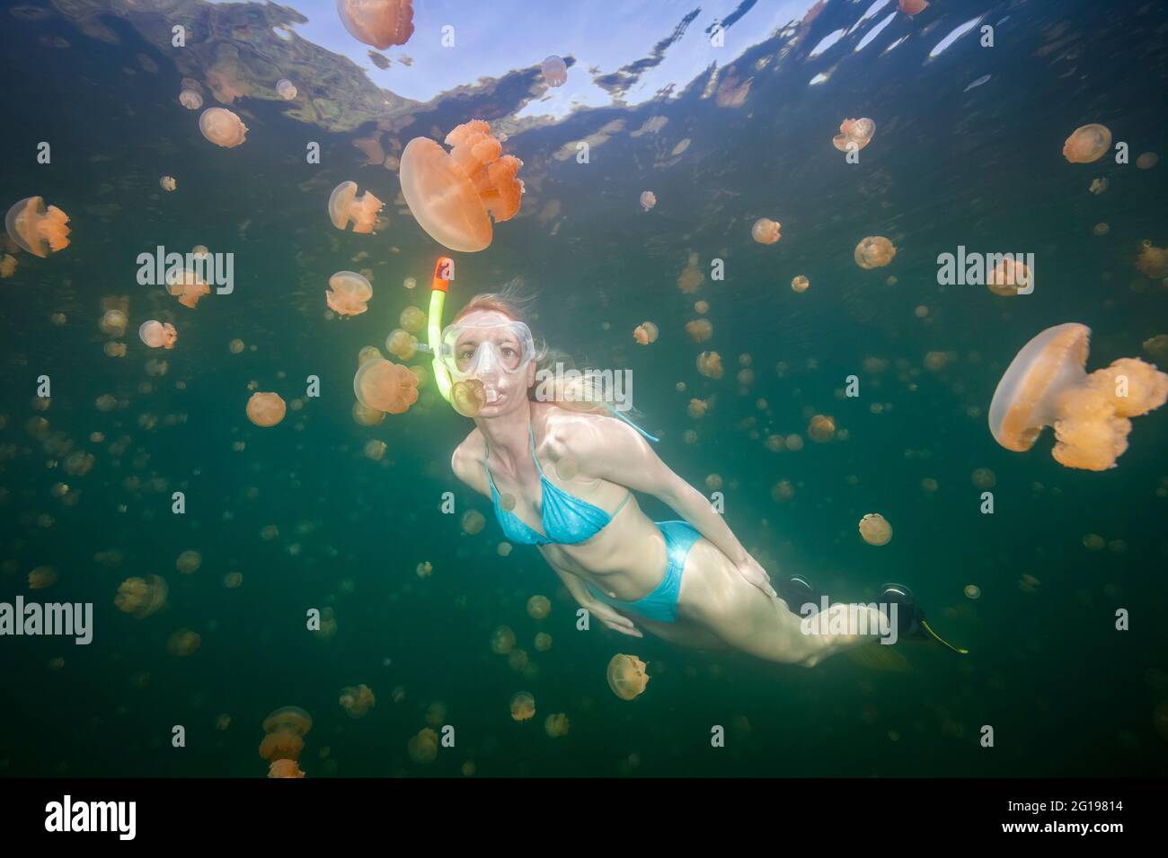 Snorkeling in Jellyfish Lake, Mastigias papua etpisonii, Jellyfish Lake, Micronesia, Palau Stock Photo
