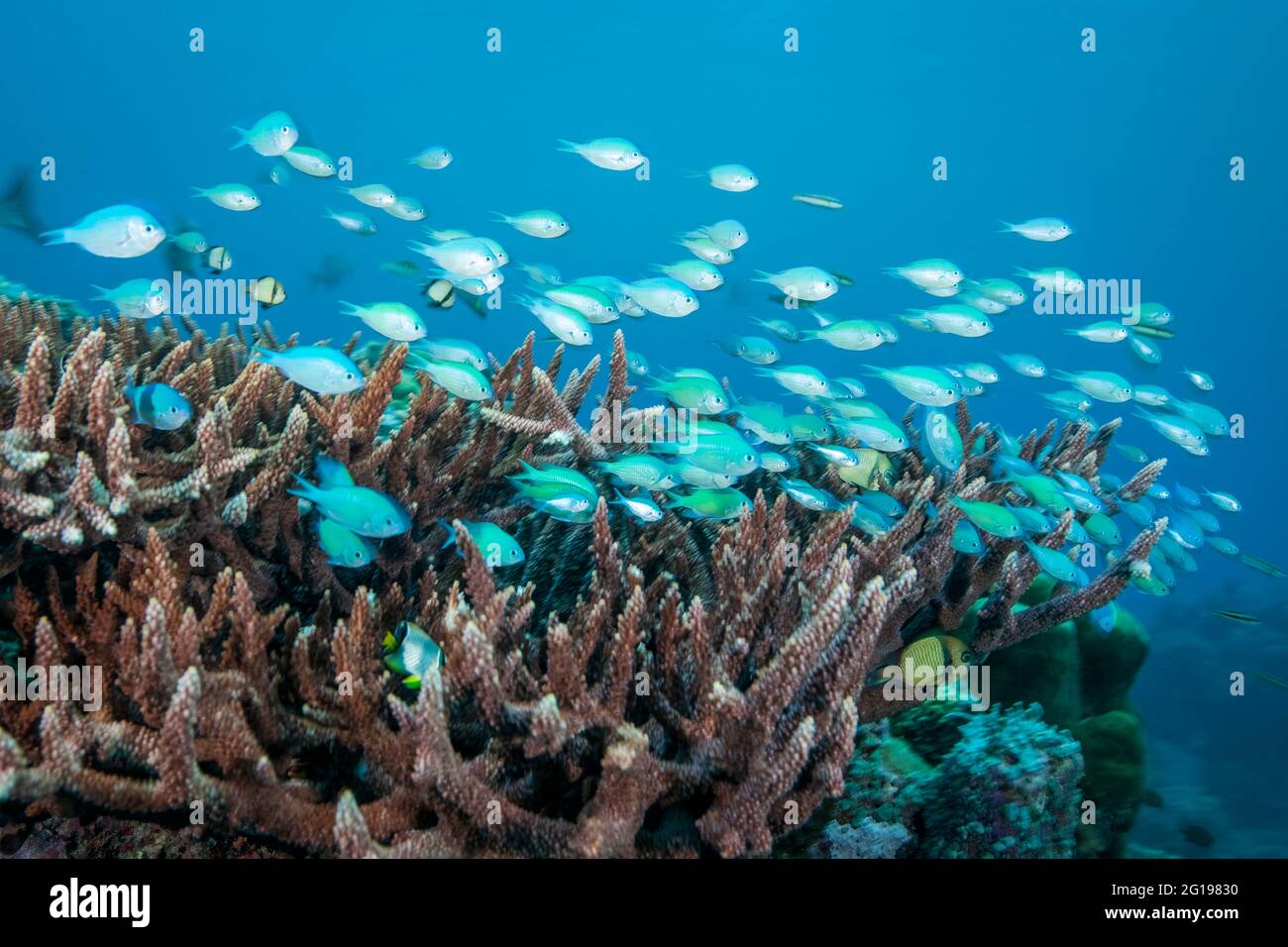 Colorful Coral fishes, Blue Corner, Micronesia, Palau Stock Photo