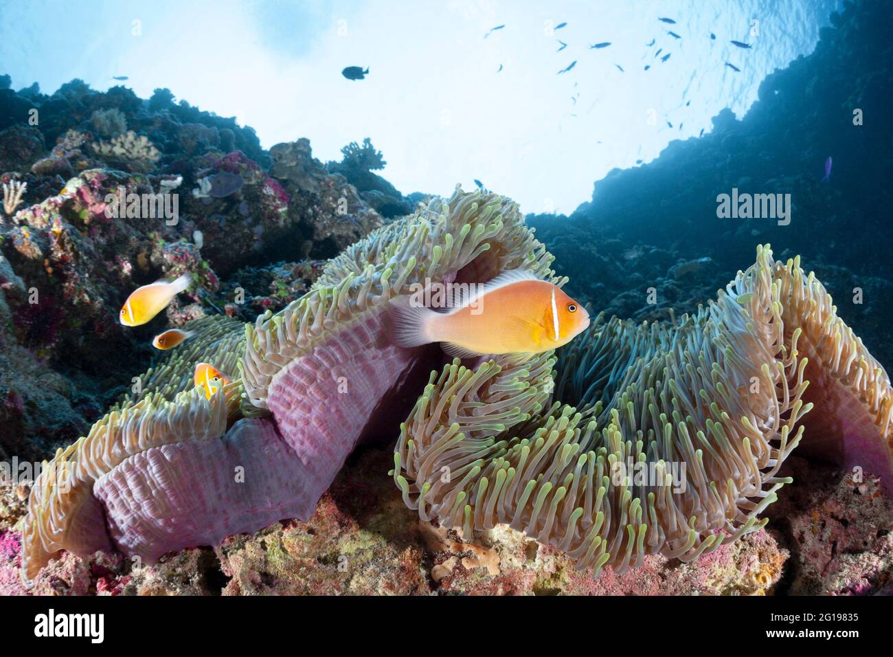Pink Anemonefish, Amphiprion perideraion, Turtle Cove, Micronesia, Palau Stock Photo
