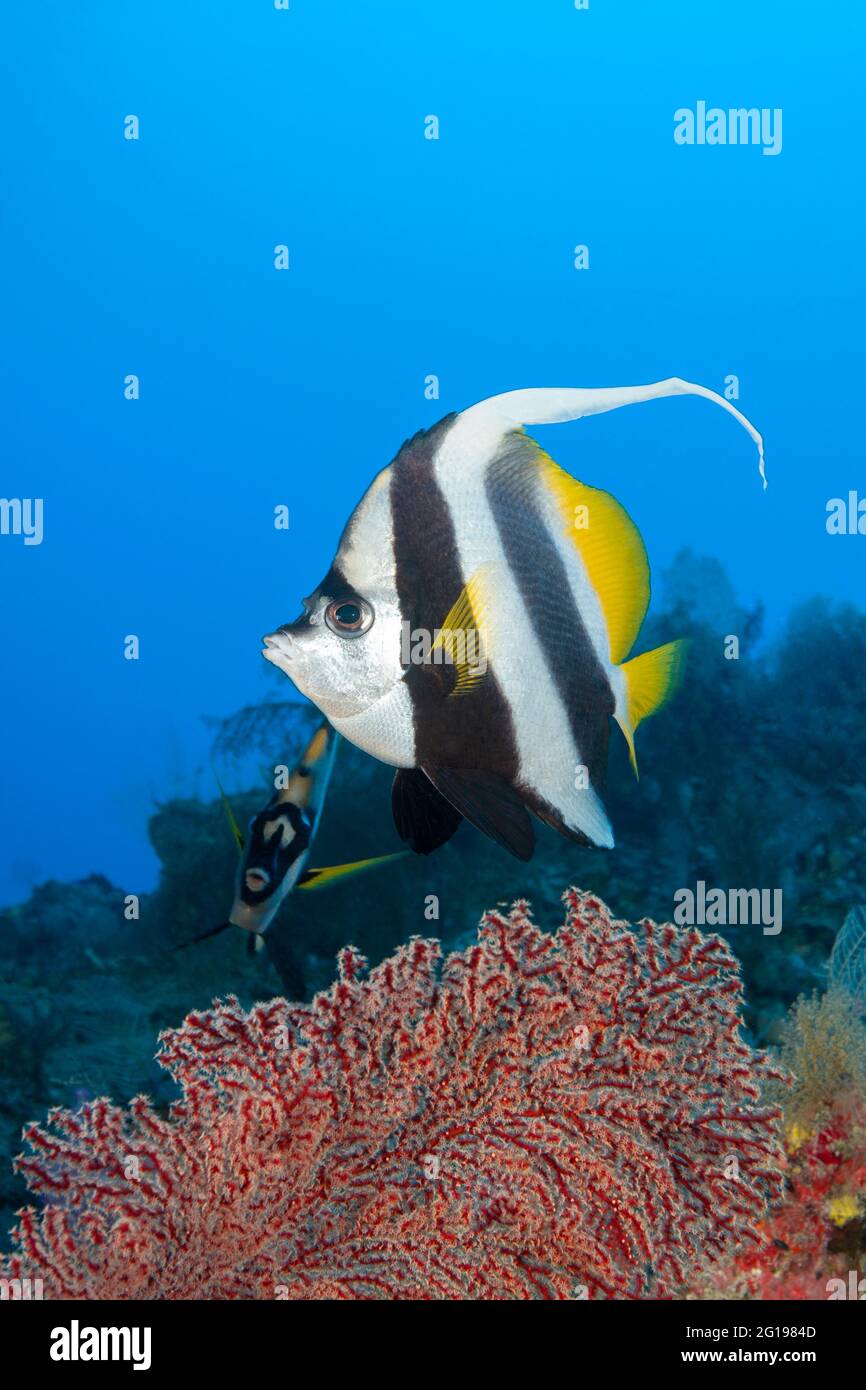 Longfin Bannerfish, Heniochus acuminatus, Siaes Tunnel, Micronesia, Palau Stock Photo