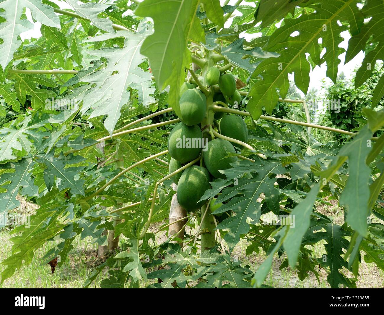 Fresh Green Papaya Vegetable Plant Stock Photo Alamy