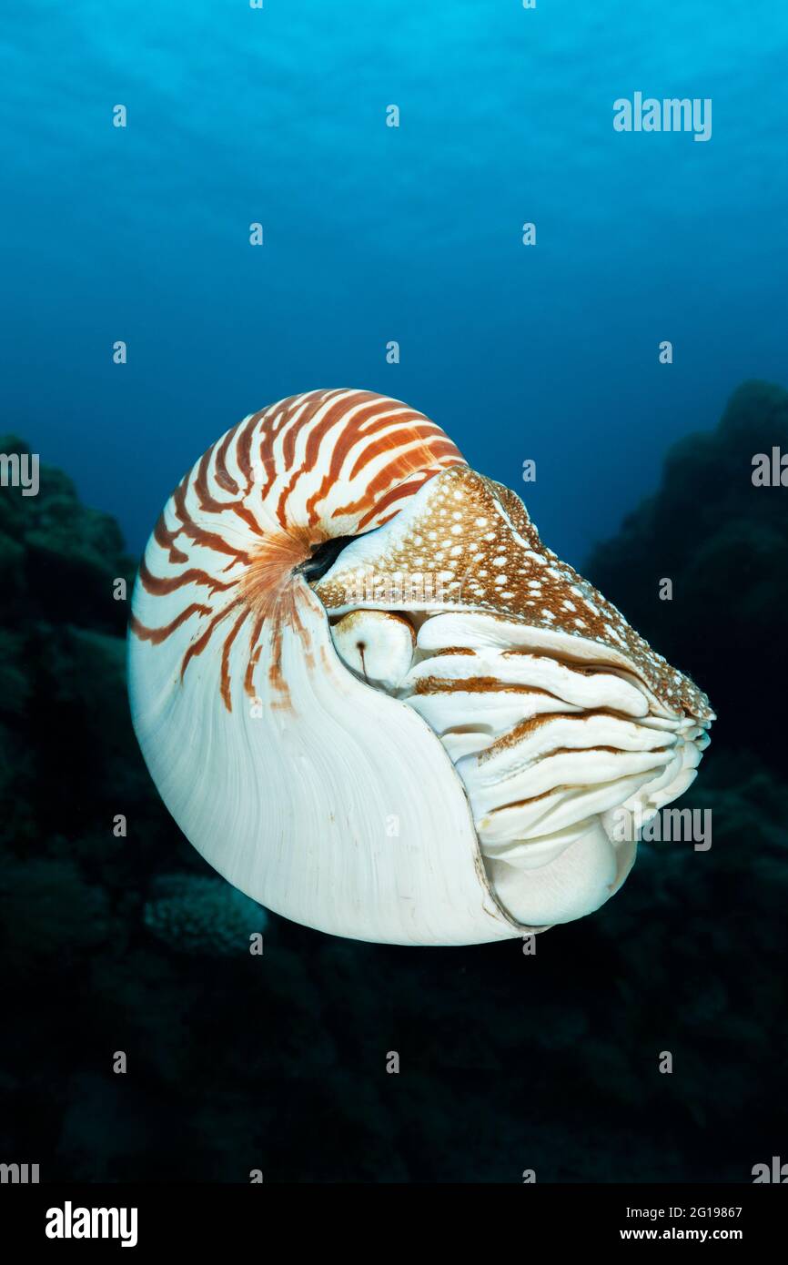 Chambered Nautilus, Nautilus belauensis, Micronesia, Palau Stock Photo