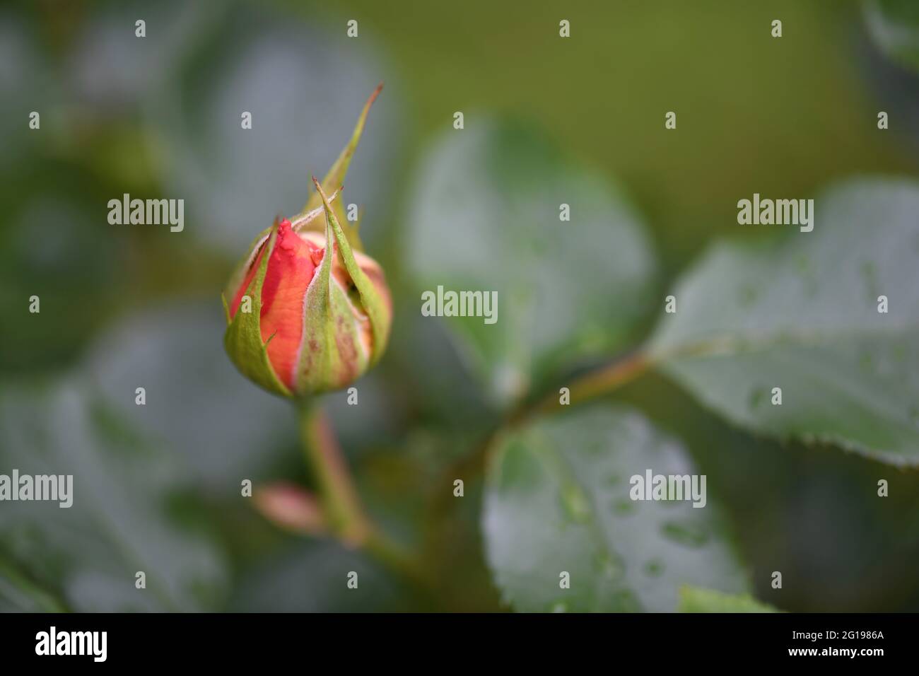 wunderschöne, einzelne orange färbige noch geschlossene Rosenknospe - rosa  - gegen das grüne Blätterwerk nach einem regenguss Stock Photo - Alamy