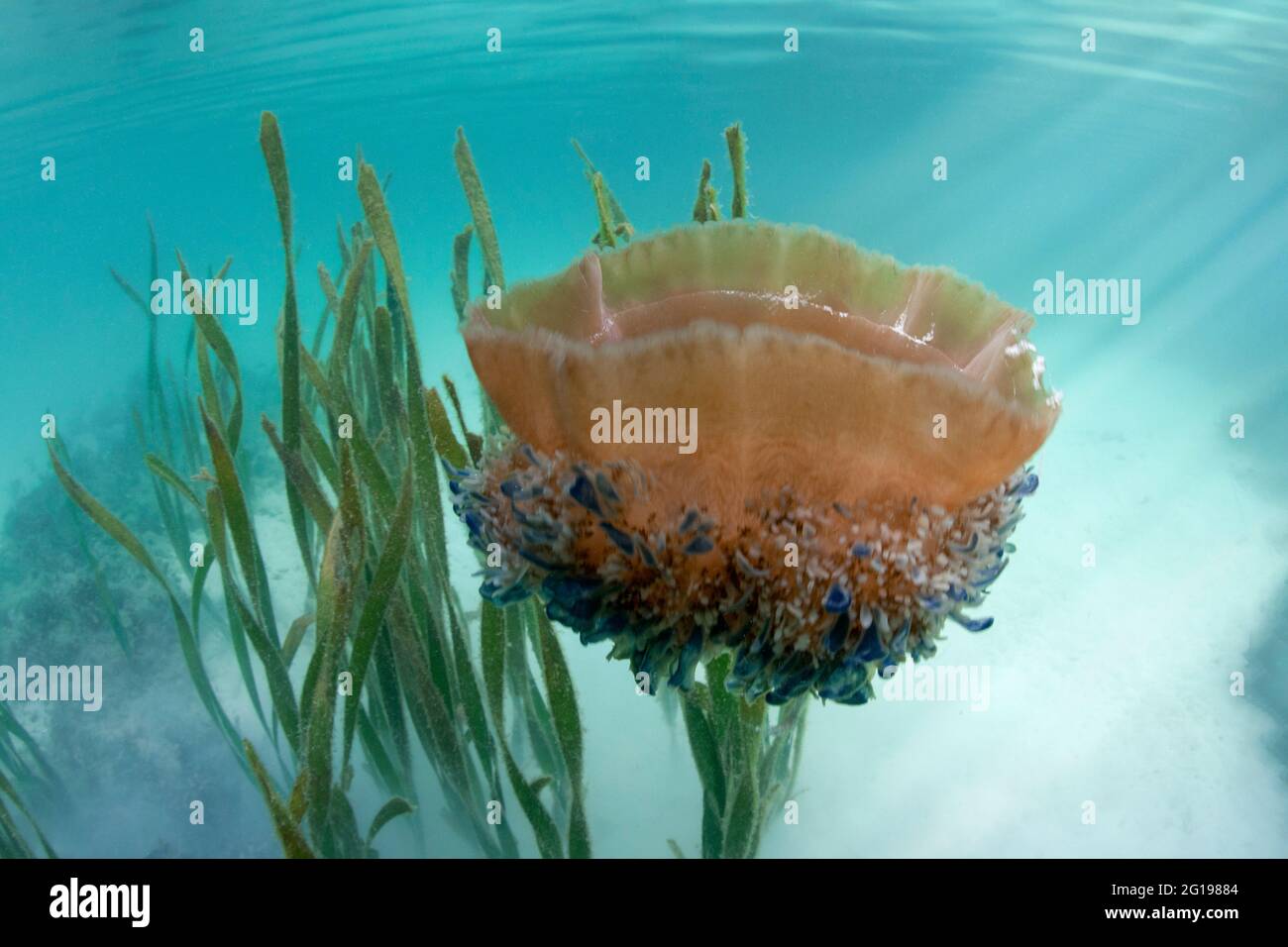Upside-Down Jellyfish at Surface, Cassiopea andromeda, Risong Bay, Micronesia, Palau Stock Photo
