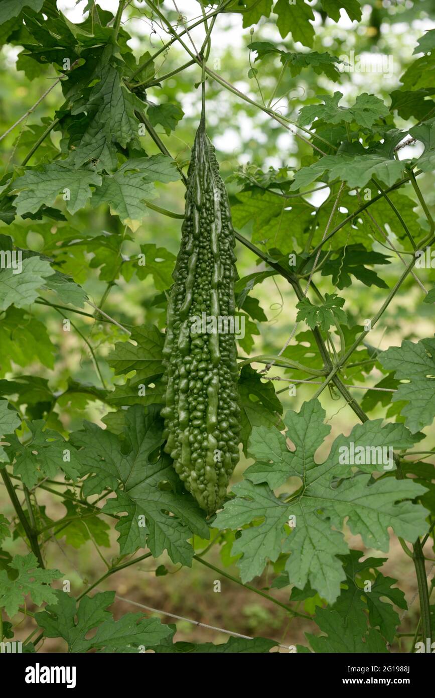 Bitter gourd texture hires stock photography and images Alamy