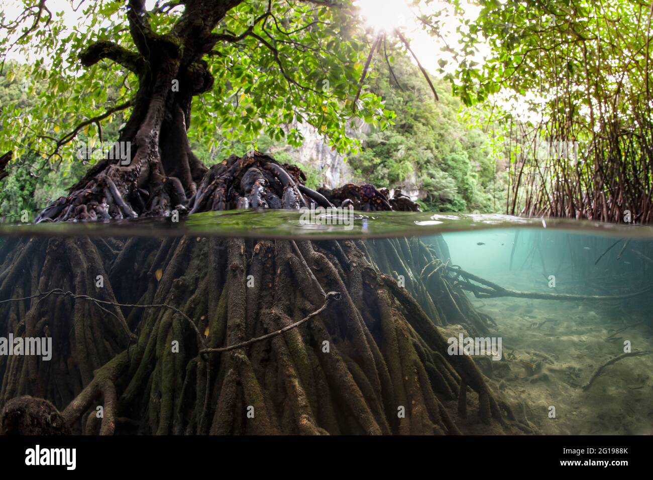Risong Bay Mangroves, Risong Bay, Micronesia, Palau Stock Photo