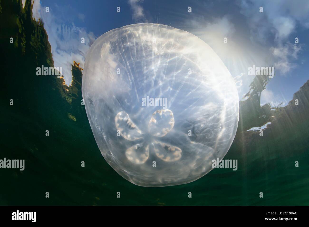 Moon Jellyfish, Aurita aurita, Jellyfish Lake, Micronesia, Palau Stock Photo