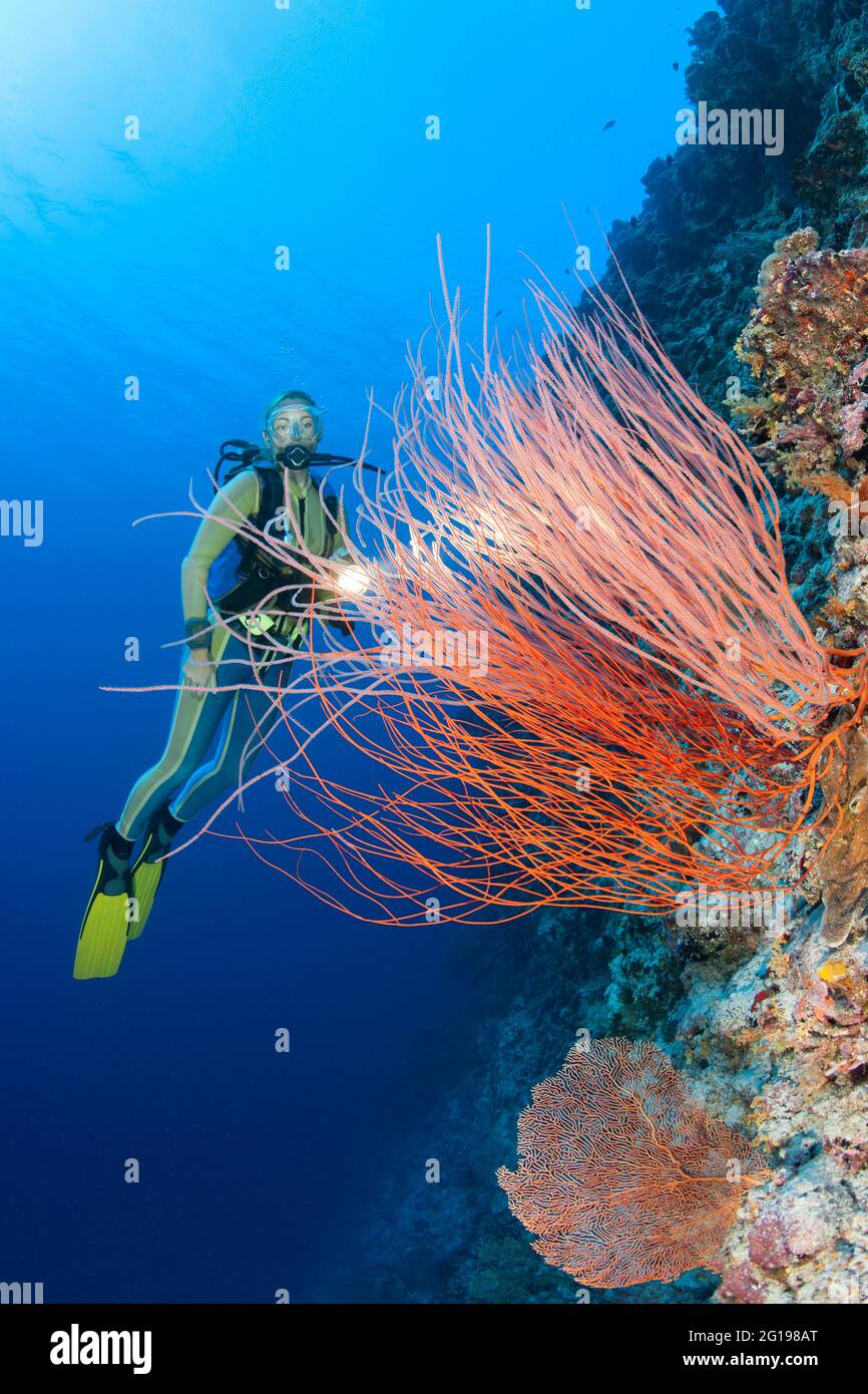 Red Whip Corals and Diver, Ellisella ceratophyta, Peleliu Wall, Micronesia, Palau Stock Photo