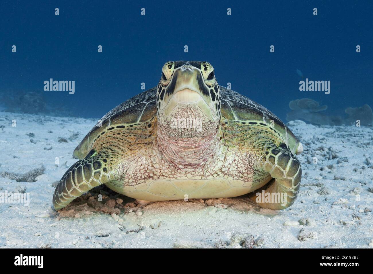 Green Turtle, Chelonia mydas, German Channel, Micronesia, Palau Stock Photo