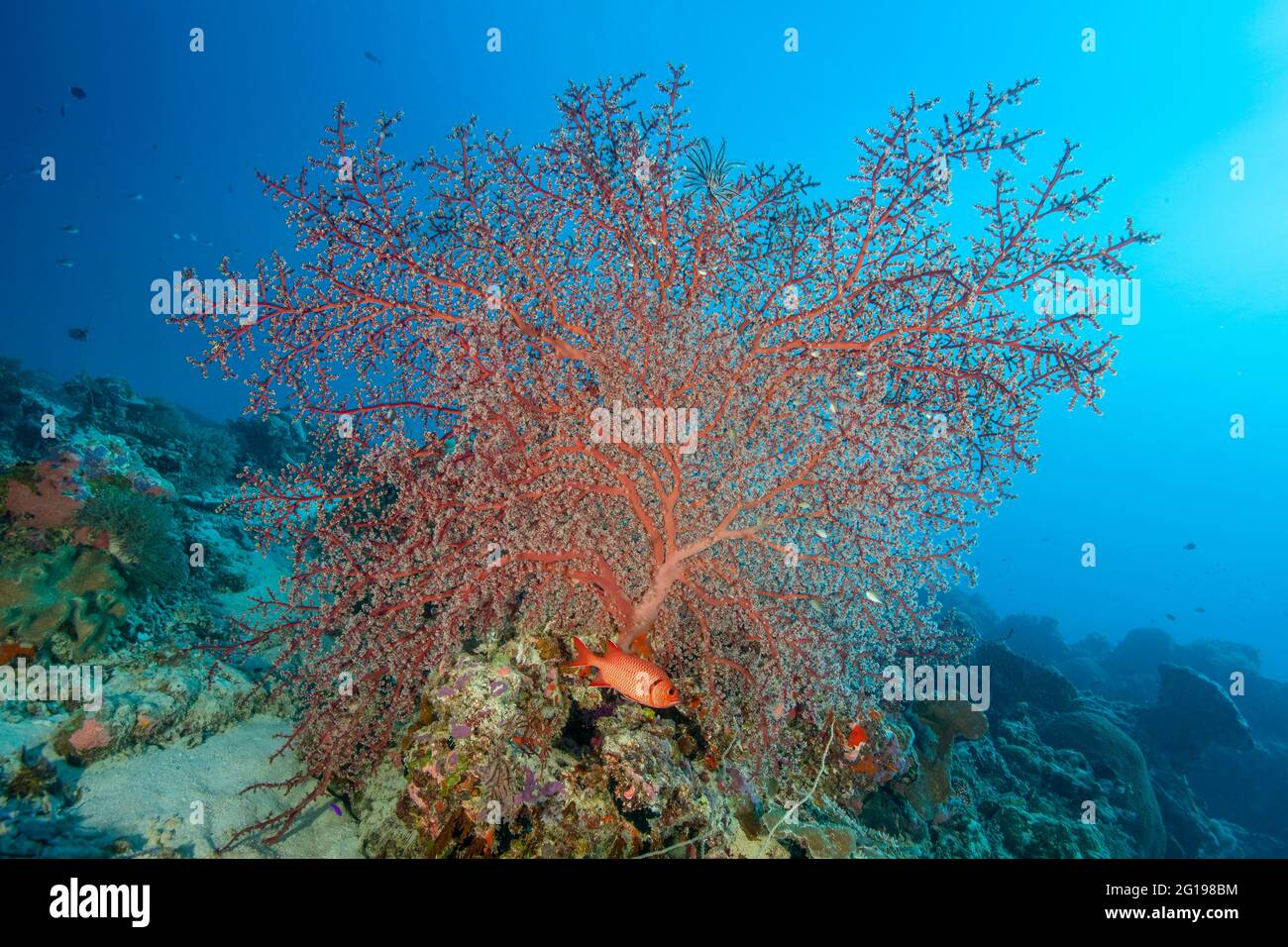 Soldierfishes under Sea Fan, Annella mollis, Siaes Wall, Micronesia, Palau Stock Photo