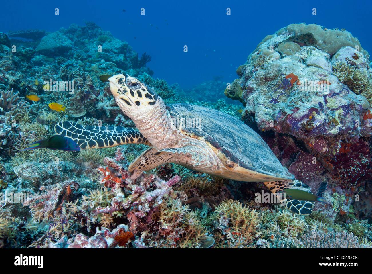 Feeding Hawksbill Turtle, Eretmochelys imbricata bissa, German Channel, Micronesia, Palau Stock Photo
