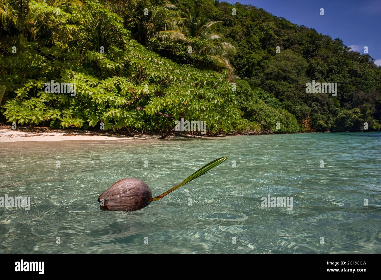 Tropical coconut tree lined beach hi-res stock photography and images ...